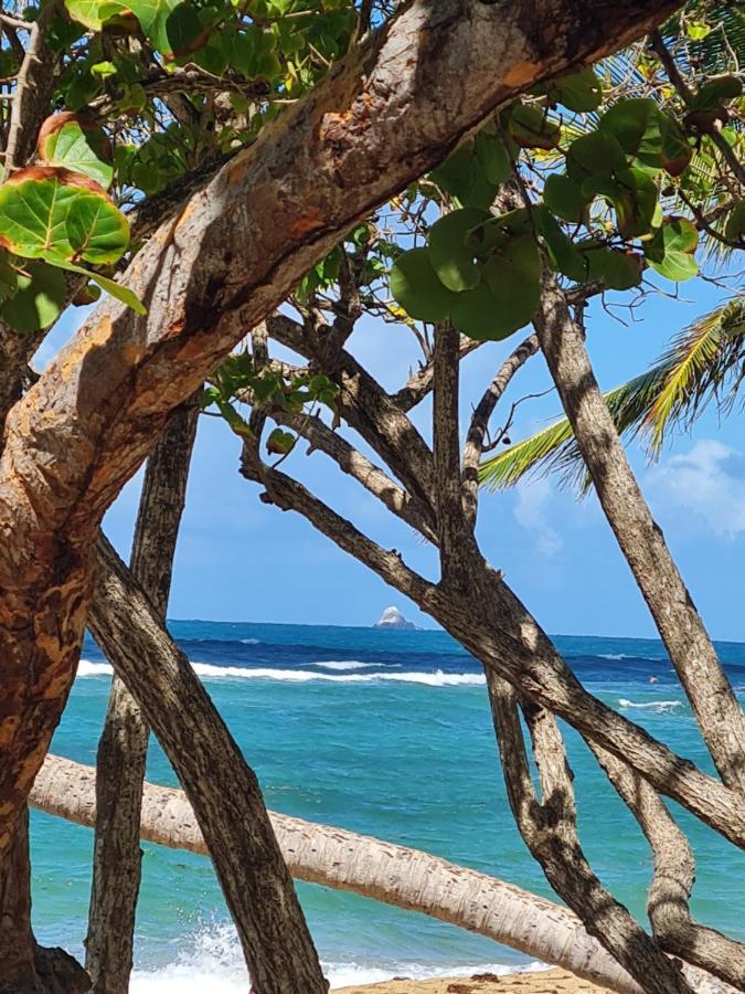 Studio Des Flots - Tartane Martinique لا ترينيت المظهر الخارجي الصورة